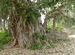 Banyan overgrowing ruins