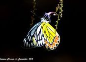Common Jezebel - Butterfly by naveenamohanrao.  Tags: Tamil Nadu, neyveli, butterfly.