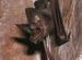 My batty friend ...