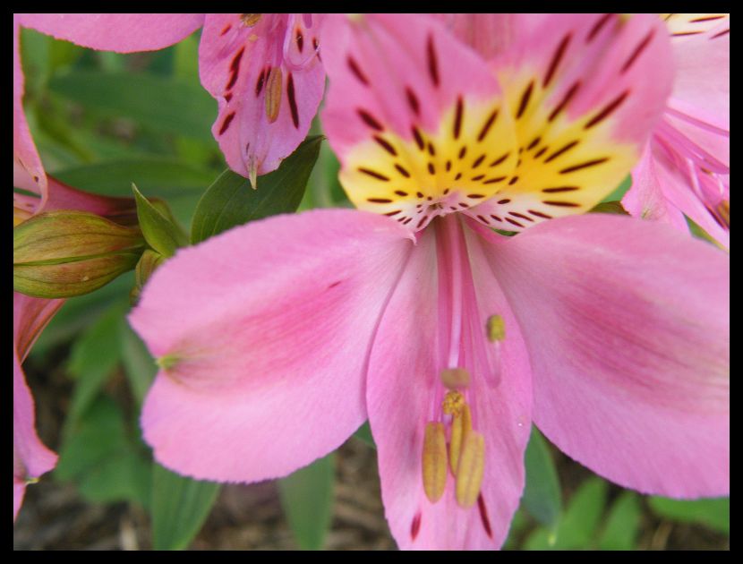 Wellington Flowers India Travel Forum