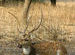A buck in Ranthambore