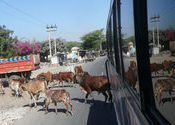 Cow Reflection Crossing by Lou Wilson.  Tags: Porbandar, Gujarat, Transportation.