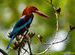 White-throated Kingfisher