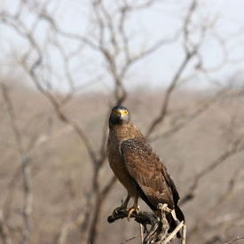 Crested Serpent Eagle: Crested Serpent Eagle Crested Serpent Eagle: Crested Serpent Eagle