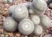 cactus,panchkula,chandigarh by mantru.  Tags: Panchkula, Haryana, Chandigarh.
