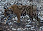 Sultan the tiger cub by Shivaram1970.  Tags: Ranthambore, tiger.