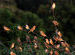 The House Sparrow (Passer domesticus)