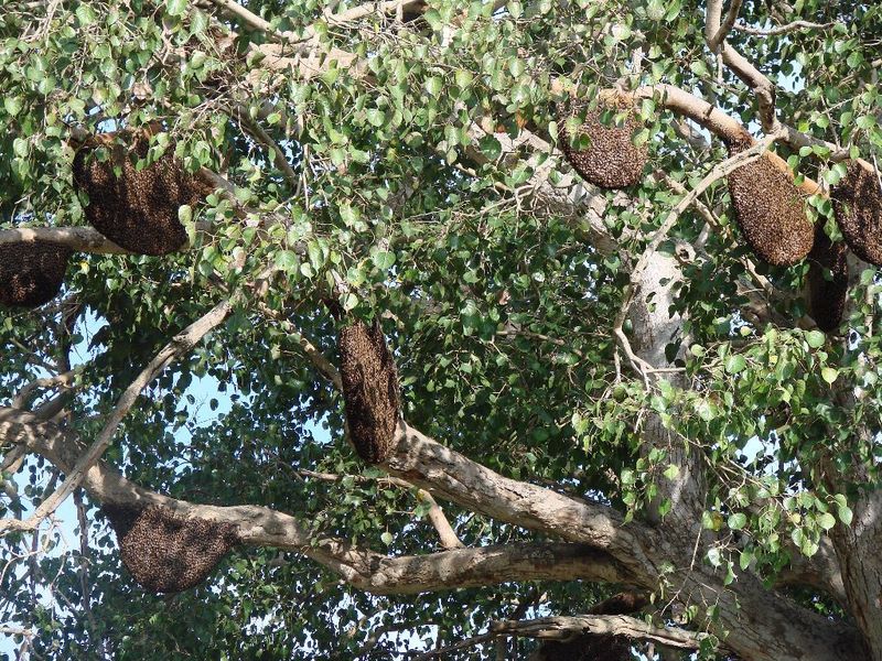 The Bee Hive Tree India Travel Forum
