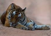 me so innocent!!!! by Shivaram1970.  Tags: Madhya Pradesh, Bandhavgarh.