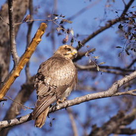 Buzzard: Buzzard Buzzard: Buzzard
