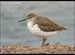 Sandpiper