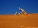 Abstraction: The Praying Mantis