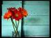 flower touch