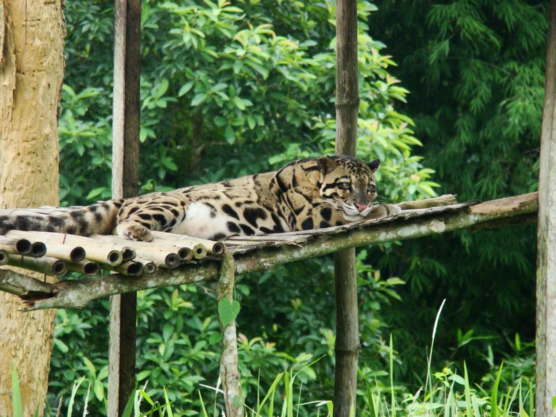 Clouded leopard in Sipahijola - India Travel Forum | IndiaMike.com