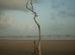 Lonely Tree
