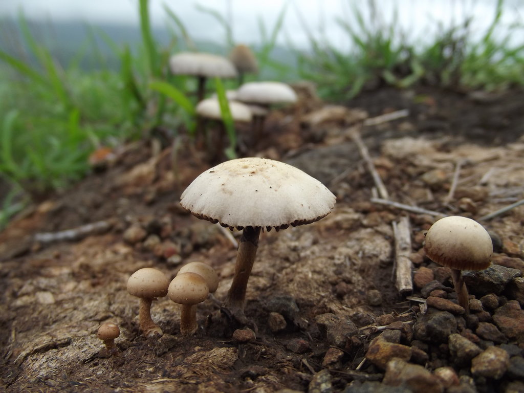 Mushroom - India Travel Forum | IndiaMike.com