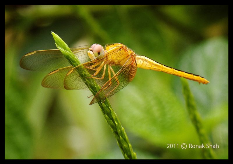 Dragonfly at Mahim Nature Park Dragonfly at Mahim Nature Park