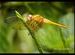 Dragonfly at Mahim Nature Park
