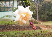 Me in Sims Park, Coonoor by Susiewoo.  Tags: Tamil Nadu, Coonoor.