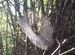 Spiders Web