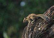 Got it Finally!! by life1style1.  Tags: Kolkata, West Bengal, Piyali Island.