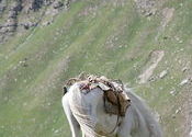 Horse in Lahaul Valley by aj1879.  Tags: Lahaul, Himachal Pradesh, Landscapes.