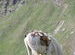Horse in Lahaul Valley