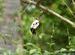Munia circus