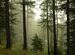 Forest Mist