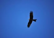 An eagle eyeing its prey by zeeru.  Tags: Jharkhand, Ranchi.