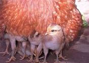 Chock full of Chicks by theyyamdancer.  Tags: Odisha.