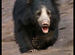 Sloth Bear 