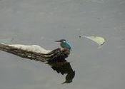 Kingfisher in Kosi by journeyofalifetime.  Tags: Uttarakhand, Ramnagar.