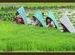 Rural Maharashtra - Farm workers transplanting rice