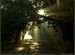 Morning Trail