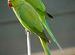 Rose-ringed Parakeet pair.