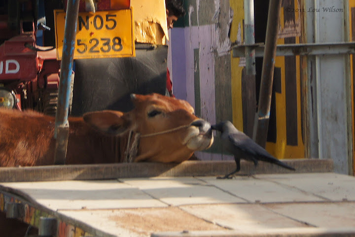 Crow helping out a cow Crow helping out a cow