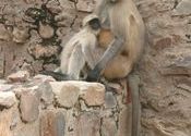 Langur family by dillichaat