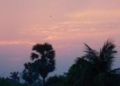 A lazy evening by anilkv.  Tags: Bihar, Patna, evening.