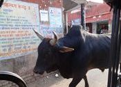 Road Block by Figment.  Tags: Chandigarh.