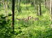 wayanad