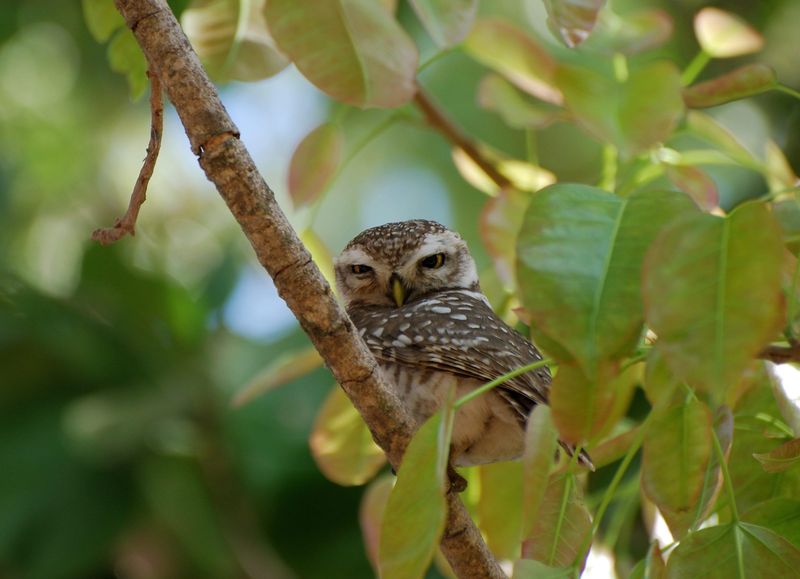 Kanha - Spotted Owlet Kanha - Spotted Owlet