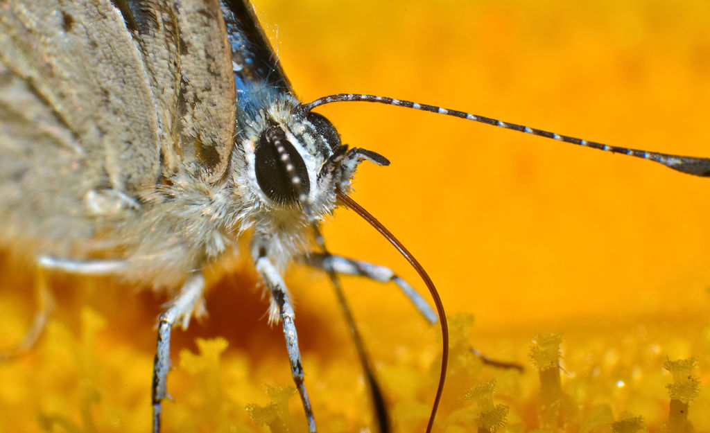 TASTING NECTAR Extreme close up of a MOTH India Travel Forum
