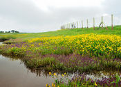 Kas Plateau, Oct 7th, 2012 by TravellingSlacker.  Tags: Maharashtra, Satara, Kaas Plateau.