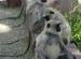 Monkeys