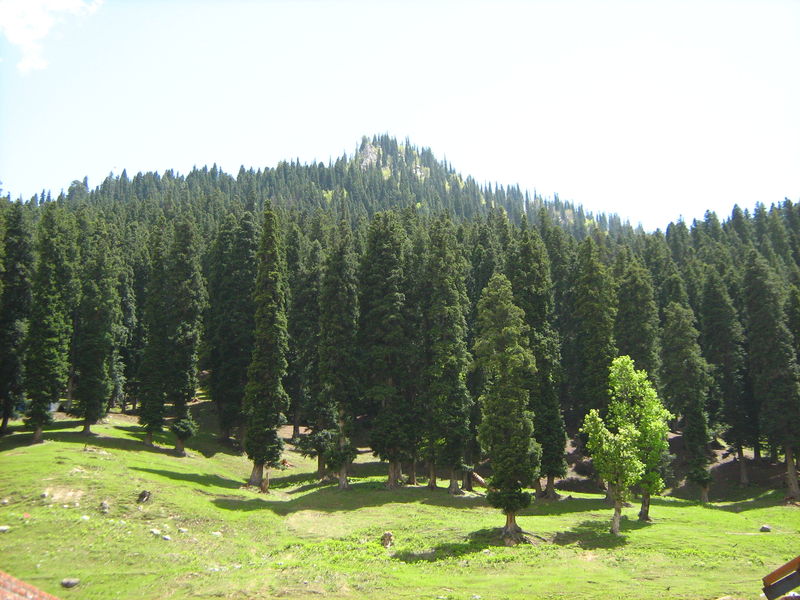 pine-trees.jpg