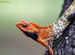 Oriental Garden Lizard or Changeable Lizard