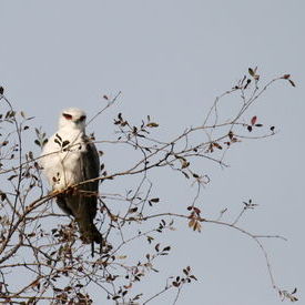 Black Shouldered Kite: Black Shouldered Kite Black Shouldered Kite: Black Shouldered Kite