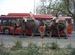 Elephants vs. Bus