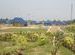 Tent at Udaypur, new Digha